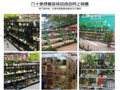 從創意到財富 90后小伙如何以商業思維玩轉盆景，年銷7500萬